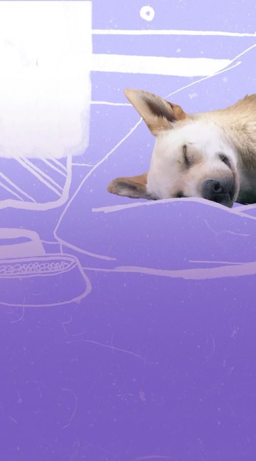 Изображение-Я хочу взять животное из приюта или с улицы. Они «сложнее» породистых? К чему мне готовиться?